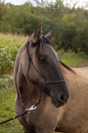 20251002-125100-0080.jpg (144 kB)