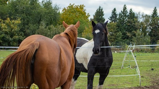 20251011-123427-0241.jpg (712 kB)