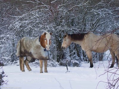 20260103-104550-0600.jpg (305 kB)