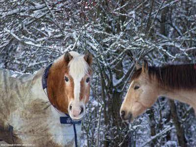 20260103-104558-0602.jpg (235 kB)