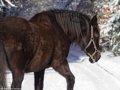 20260103-113319-0731.jpg (160 kB)