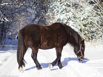 20260103-113321-0733.jpg (240 kB)