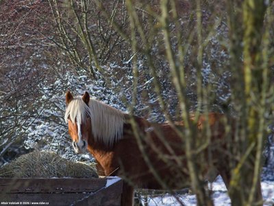 20260103-121935-0759.jpg (222 kB)