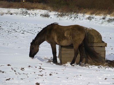 20260103-122511-0773.jpg (185 kB)