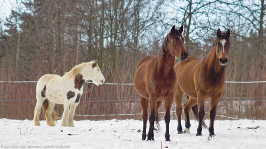 20260104-135003-0859.jpg (469 kB)