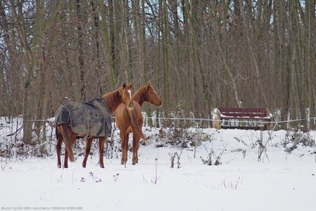 20260104-135029-0862.jpg (653 kB)