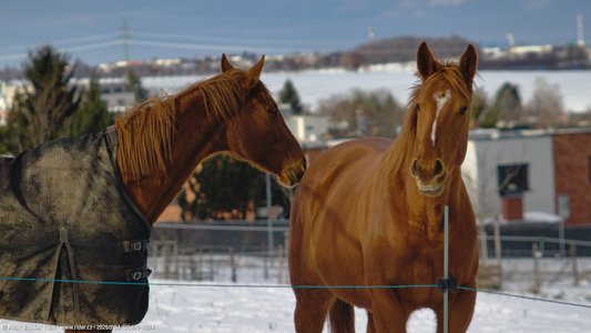 20260104-135426-0894.jpg (381 kB)