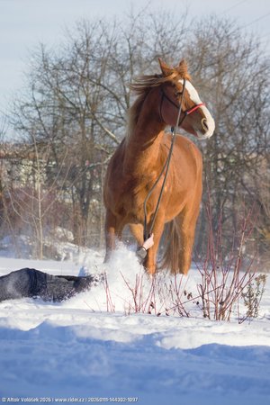 20260111-144302-1097.jpg (342 kB)