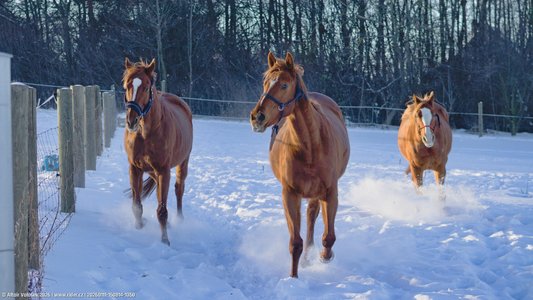 20260111-150814-1350.jpg (532 kB)