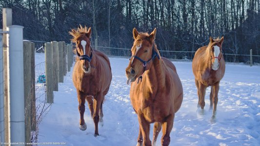 20260111-150815-1354.jpg (546 kB)