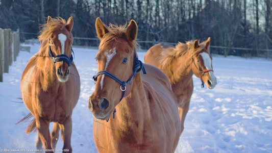 20260111-150816-1359.jpg (419 kB)