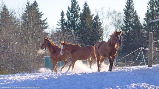 20260111-150837-1367.jpg (621 kB)