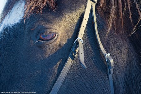 20260111-154533-1506.jpg (730 kB)