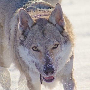 20260111-142136-0923.jpg (504 kB)