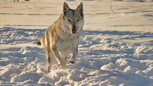 20260111-144519-1105.jpg (499 kB)