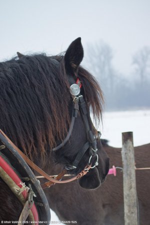 20260113-154420-1525.jpg (230 kB)